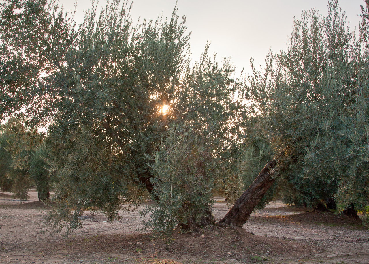 Olive oil tourism in Jaén province